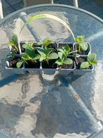 Komkomers plantjes, Volle zon, Groenteplanten, Eenjarig, Ophalen of Verzenden