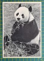 Panda met bamboetak., Ophalen of Verzenden, 1980 tot heden, Ongelopen, Wild dier