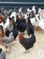 Allerlei legkippen, sier- en krielkippen, Dieren en Toebehoren, Pluimvee, Vrouwelijk, Kip