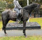 Superbrave talentvolle 4,5 jr AES springefokte ruin 1,70, Dieren en Toebehoren, Paarden, Springpaard, B, Gechipt, Ruin