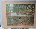 Vintage schoolplaat In sloot en plas/M.A. Koekoek, Ophalen, Natuur en Biologie