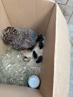 Mooie kip met kuikens, Dieren en Toebehoren, Pluimvee, Meerdere dieren, Kip
