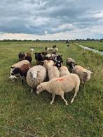 Gezocht fok ooien, Dieren en Toebehoren, Schapen, Geiten en Varkens, Vrouwelijk, Schaap