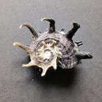 Schelpen - Angaria melancantha, Verzamelen, Mineralen en Fossielen, Ophalen of Verzenden, Schelp(en)