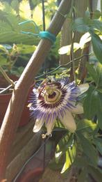Passiebloem Blauw, Volle zon, Vaste plant, Zomer, Ophalen