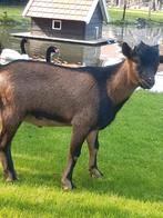 Te koop mooi jong dwergbokje, Dieren en Toebehoren, Schapen, Geiten en Varkens, Geit