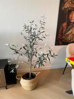Olijfboom in pot - Mooie kamerplant! Kunst, Huis en Inrichting, Kamerplanten, 100 tot 150 cm, Overige soorten, In pot, Groene kamerplant