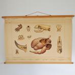 Bijplaat Aan de rivier – M.A. Koekkoek 1950, Ophalen of Verzenden, Natuur en Biologie