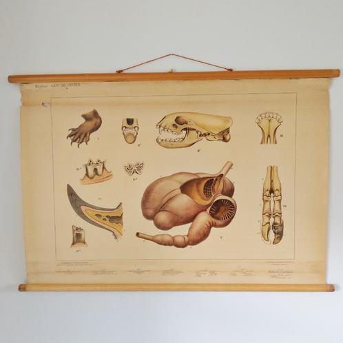 Bijplaat Aan de rivier – M.A. Koekkoek 1950, Antiek en Kunst, Antiek | Schoolplaten, Natuur en Biologie, Ophalen of Verzenden