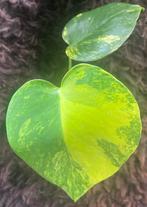 Monstera Deliciosa Yellow Marilyn, Overige soorten, Minder dan 100 cm, Groene kamerplant, Halfschaduw