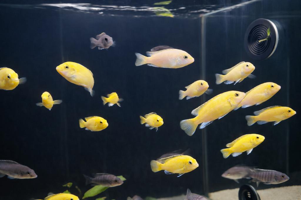 Gele Labidochromis, Dieren en Toebehoren, Vissen | Aquariumvissen, Vis, Zoetwatervis