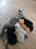 Kittens Ragdoll x Britse korthaar (6 juni geboren), Dieren en Toebehoren, Katten en Kittens | Raskatten | Korthaar, Meerdere dieren