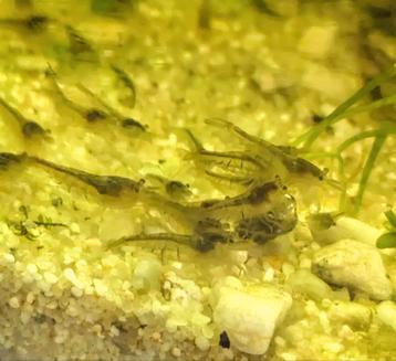 Neocaridina garnalen wildkleur  beschikbaar voor biedingen