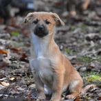 8 (nog 6) Geweldige, enorm sociale Boomer pups (2 kleinere), Nederland, Overige rassen, CDV (hondenziekte), 8 tot 15 weken