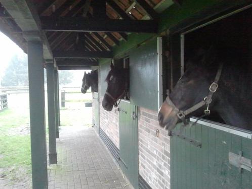 stalling en weidegang, Dieren en Toebehoren, Stalling en Weidegang, Stalling, Weidegang