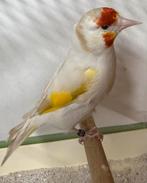 Major Putter, Dieren en Toebehoren, Vrouwelijk, Wildzangvogel, Geringd