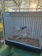 Koppel bonte diamant duifjes, Dieren en Toebehoren, Vogels | Duiven, Meerdere dieren, Overige soorten