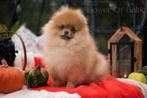 собаки, Dieren en Toebehoren, Honden | Poolhonden, Keeshonden en Oertypen, Particulier, Rabiës (hondsdolheid), 15 weken tot 1 jaar