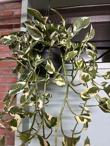 Epipremnum pinnatum ‘ N Joy beschikbaar voor biedingen