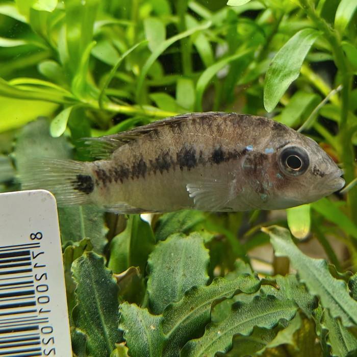 Apistogramma sp. d37, Dieren en Toebehoren, Vissen | Aquariumvissen, Vis