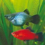 Platy's - ook wel plaatjes genoemd. Diverse kleuren., Zoetwatervis, Vis