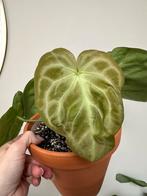 Anthurium hybride crystallinum silver, Ophalen, Halfschaduw, Minder dan 100 cm