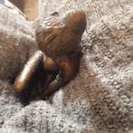 Bronzen godin, Verzenden