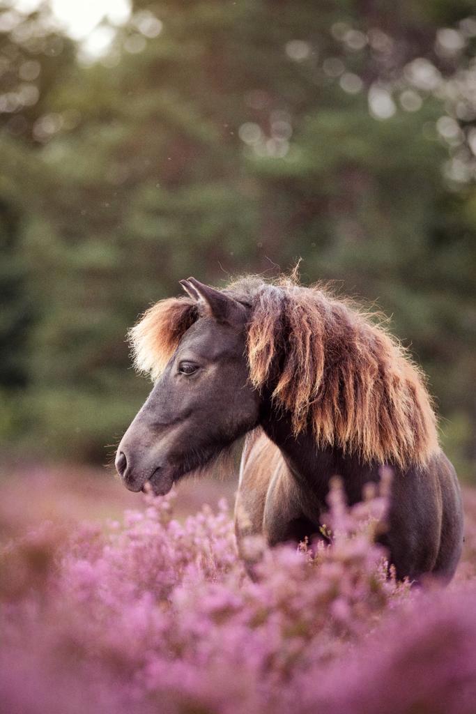 Verzorger gezocht!, Dieren en Toebehoren, Paarden en Pony's | Verzorgingsproducten, Ophalen of Verzenden
