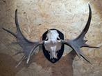 Uniek decoratief object – Eland / Moose gewei, Verzamelen, Ophalen, Zo goed als nieuw, Hert, Gewei of Kop