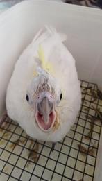 Geelkuif kaketoe’s, Dieren en Toebehoren, Meerdere dieren, Papegaai, Pratend