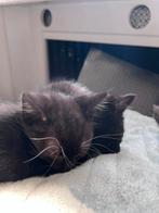 Kittens, Dieren en Toebehoren, 0 tot 2 jaar