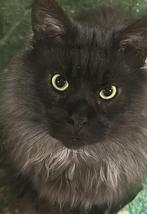 Dekkater maine coon black smoke, Dieren en Toebehoren, 0 tot 2 jaar