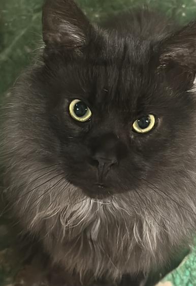 Dekkater maine coon black smoke, Dieren en Toebehoren, Katten en Kittens | Dekkaters, 0 tot 2 jaar