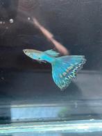 Blue Singa Guppen (beschikbaar), Dieren en Toebehoren, Vissen | Aquariumvissen, Vis