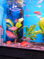 Goud gourami orange desgewenst bezorgd aan huis, Vis