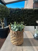 Rieten mand voor binnen/buiten - excl. eucalyptus, 25 tot 40 cm, Overige materialen, Gebruikt, Rond