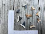 Setje haaientanden Bone Valley, Verzamelen, Mineralen en Fossielen, Ophalen of Verzenden, Fossiel