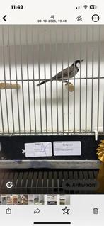 Witoorbuulbuul, Dieren en Toebehoren, Vogels | Overige Vogels, Meerdere dieren, Geringd