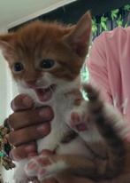 Kittens te koop, Dieren en Toebehoren, Katten en Kittens | Overige Katten, Meerdere dieren, 0 tot 2 jaar