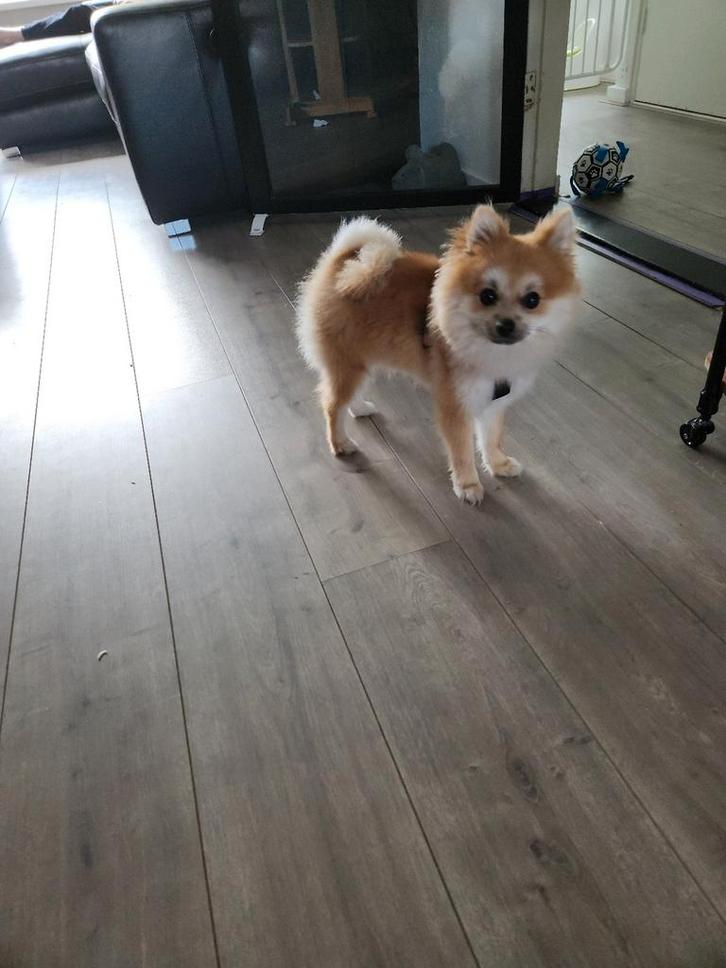 Pomeriaan/ keeshond van ruim 1 jaar, Dieren en Toebehoren, Honden | Poolhonden, Keeshonden en Oertypen, Reu, Overige rassen, Particulier