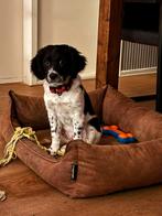 Friese stabij pup (teefje !)gezocht, Dieren en Toebehoren, Ophalen of Verzenden