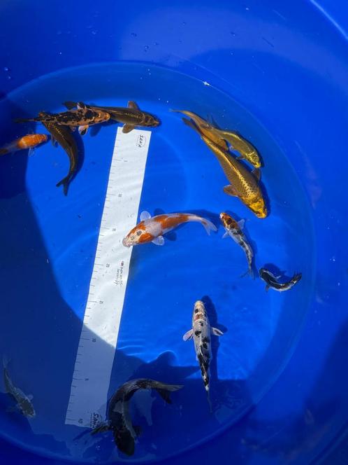 Hoge kwaliteit Tosai (koi), Dieren en Toebehoren, Vissen | Vijvervissen, Karper of Koi