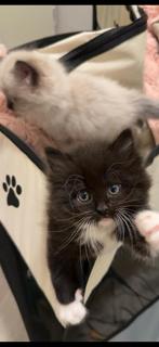 Prachtige Ragdoll  Perzische kittens, Dieren en Toebehoren, Katten en Kittens | Raskatten | Langhaar, Meerdere dieren, Ontwormd