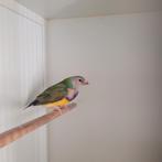 Prachtig koppel Goulds