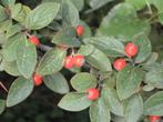 **ACTIE** Cotoneaster simonsii, himalaya dwergmispel, Ophalen of Verzenden, Overige soorten, Struik, Minder dan 100 cm