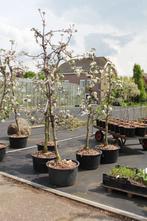 Heerlijke 18-jarige Hollandse Wellant appelbomen in Zuid-H, Tuin en Terras, Planten | Fruitbomen, Lente, Volle zon, In pot, Ophalen of Verzenden