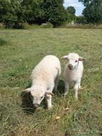 2 walliser x texelaar ooi lammeren lammetjes, Dieren en Toebehoren, Schapen, Geiten en Varkens, Vrouwelijk, Schaap, 0 tot 2 jaar