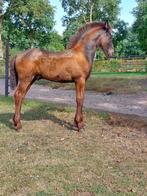 Stoer  luxe Fries hengstveulen, Dieren en Toebehoren, Paarden, Niet van toepassing, Dressuurpaard, 0 tot 2 jaar, Hengst