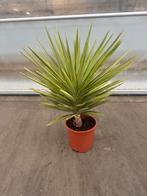 Yucca jewel p 27 cm h 100 cm, Tuin en Terras, Planten | Tuinplanten, Ophalen of Verzenden, Overige soorten, Volle zon