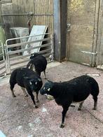 Luxe dassenkop Texelaar ramlammeren, Dieren en Toebehoren, Mannelijk, Schaap, 0 tot 2 jaar